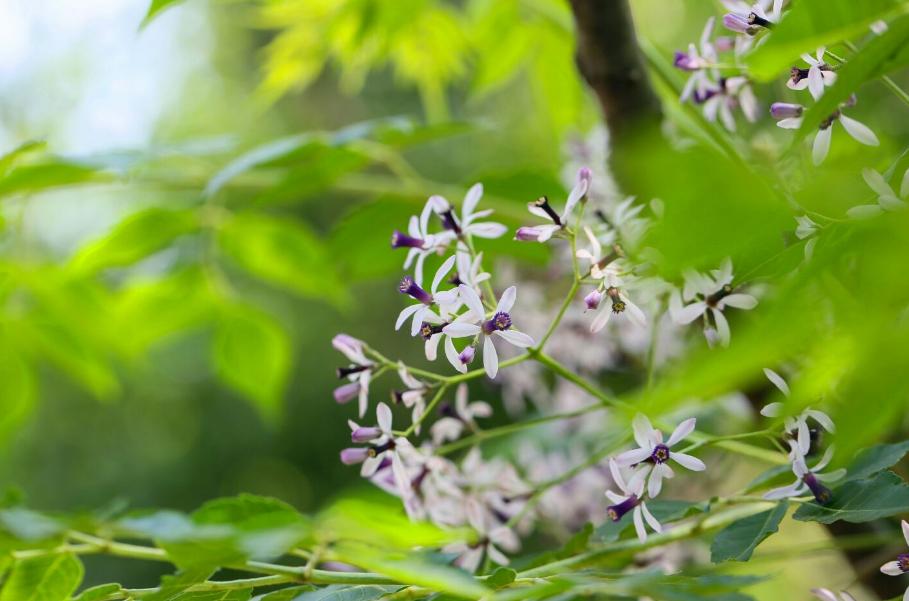 咏楝花的古诗词,有关楝花的诗