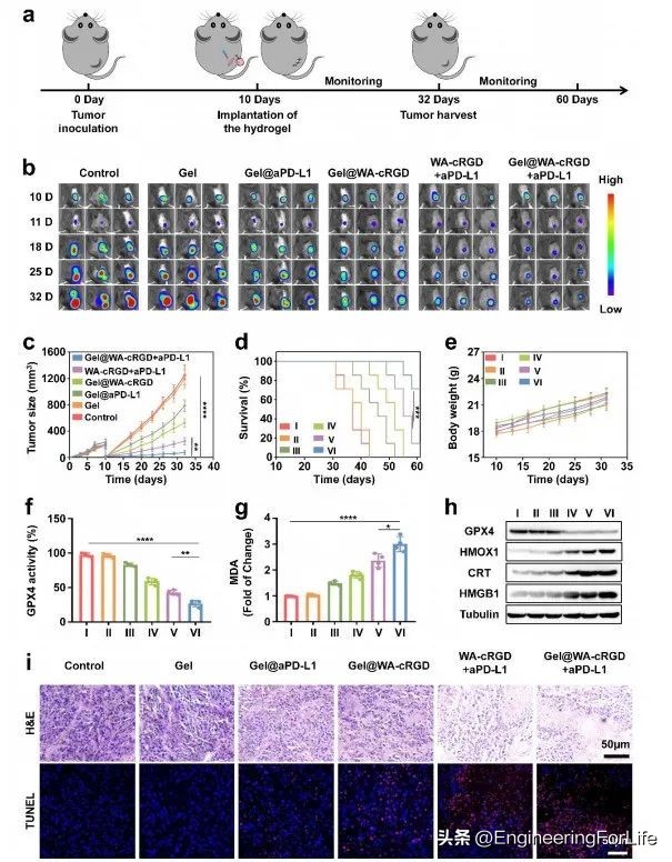 可注射水凝胶协同铁死亡免疫疗法用于肿瘤术后管理