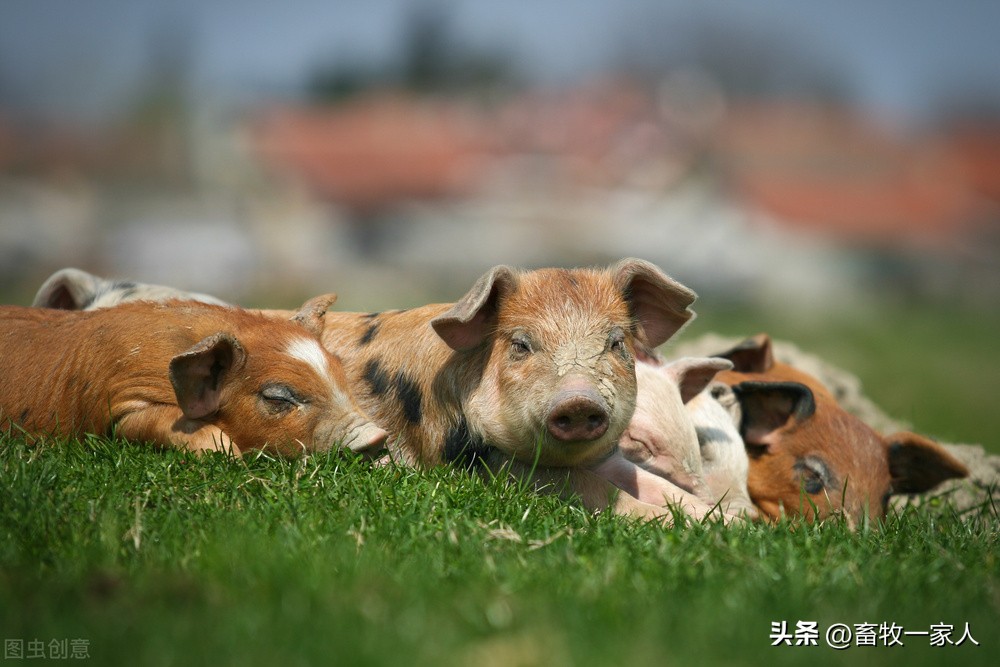 小母猪发猪情的表现,小母猪应激怎么办