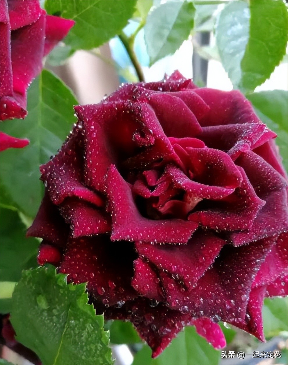 耐热名贵月季十大品种图片,耐晒的月季花有哪些视频