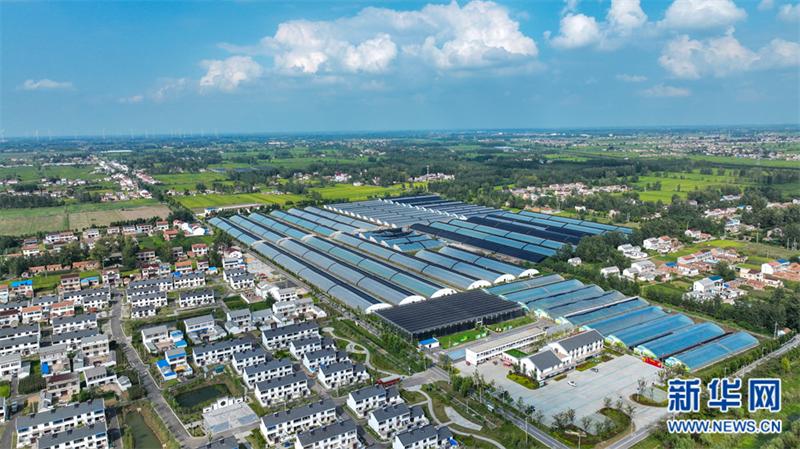 淮安农业种植致富项目,黄瓜种植致富经历