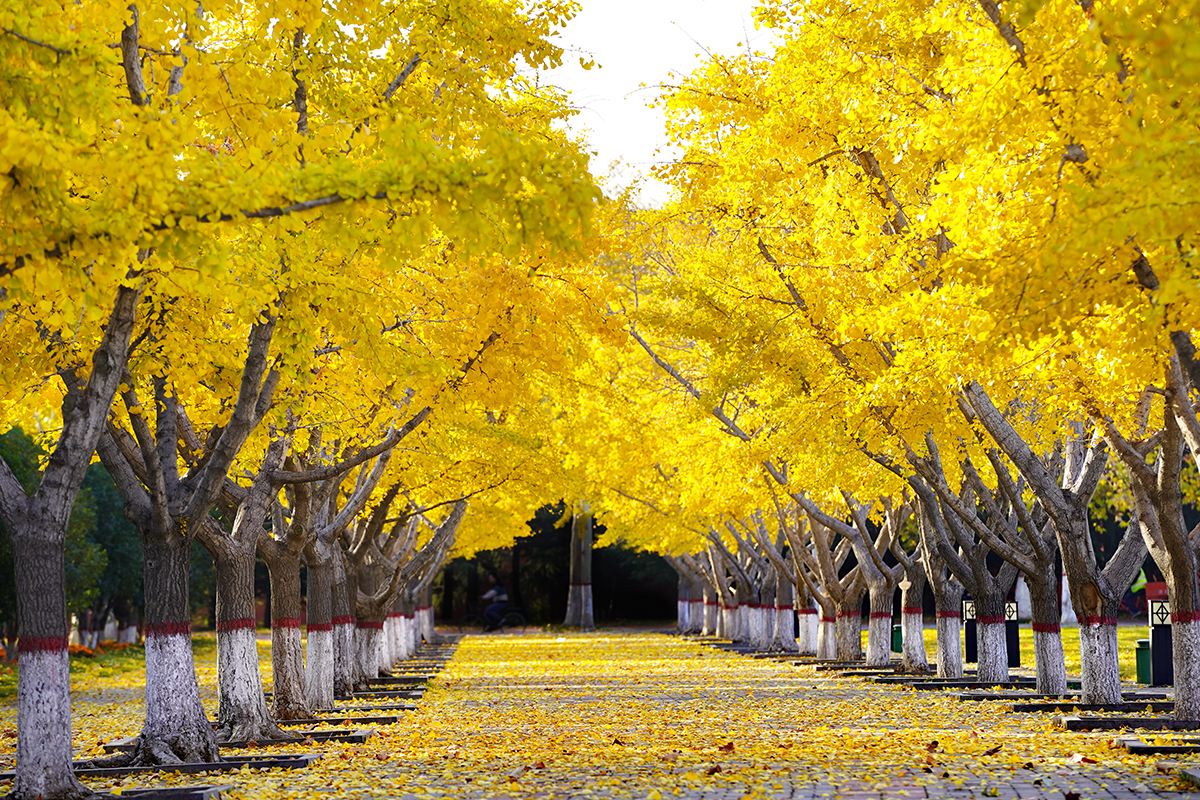 郑州大学教育部评估,一流大学建设高校郑州大学