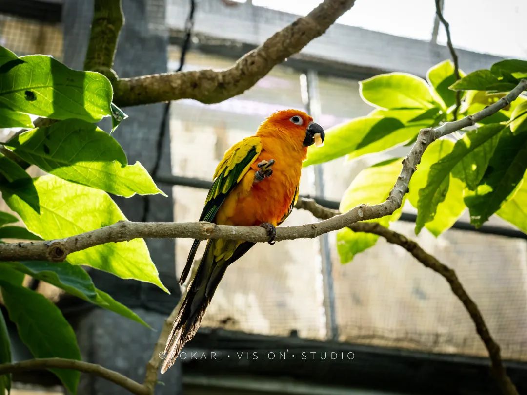 日本静冈市旅游,日本打卡景点小众静冈
