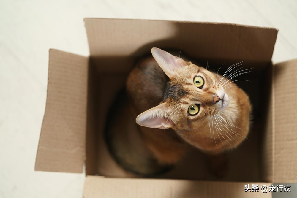 为什么猫咪喜欢咬昆虫到床上,为什么猫咪喜欢啃主人的手