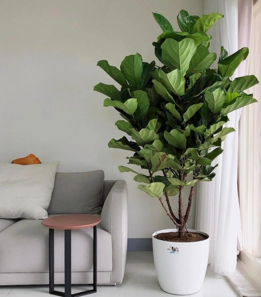瞬间提升室内高级感的5种绿植,家里最适合养的高级感绿植