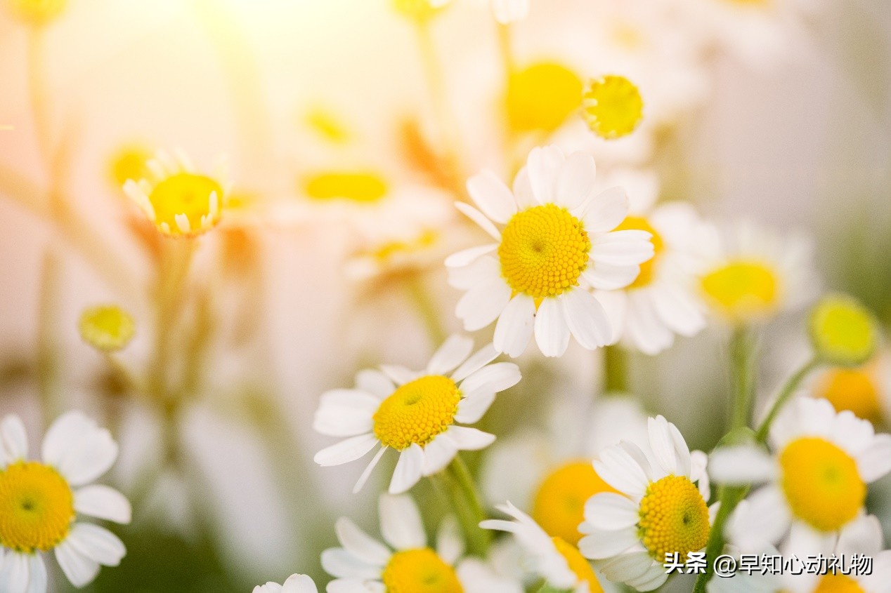 女朋友生日应该送什么花，送这三种，每一样都有不同的意义