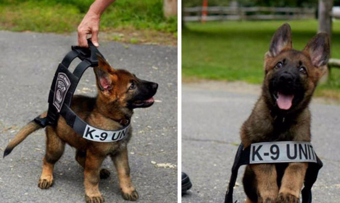 看看特别聪明又有灵性的警犬,三种最聪明的警犬
