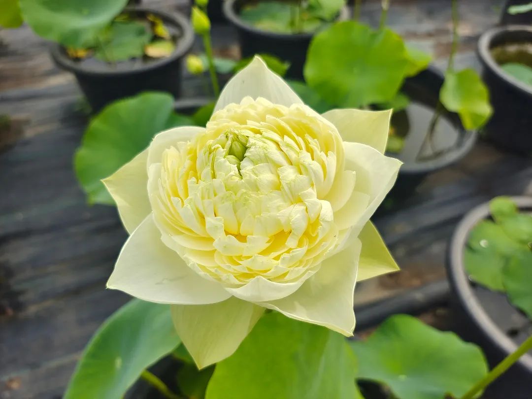 绝美的荷花品种大全图集,超好看荷花品种大型荷花