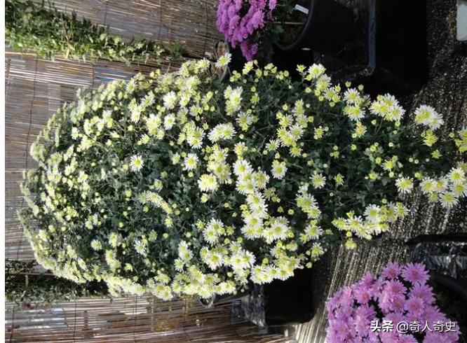 带你了解真实的日本,日本真实的奇异现象