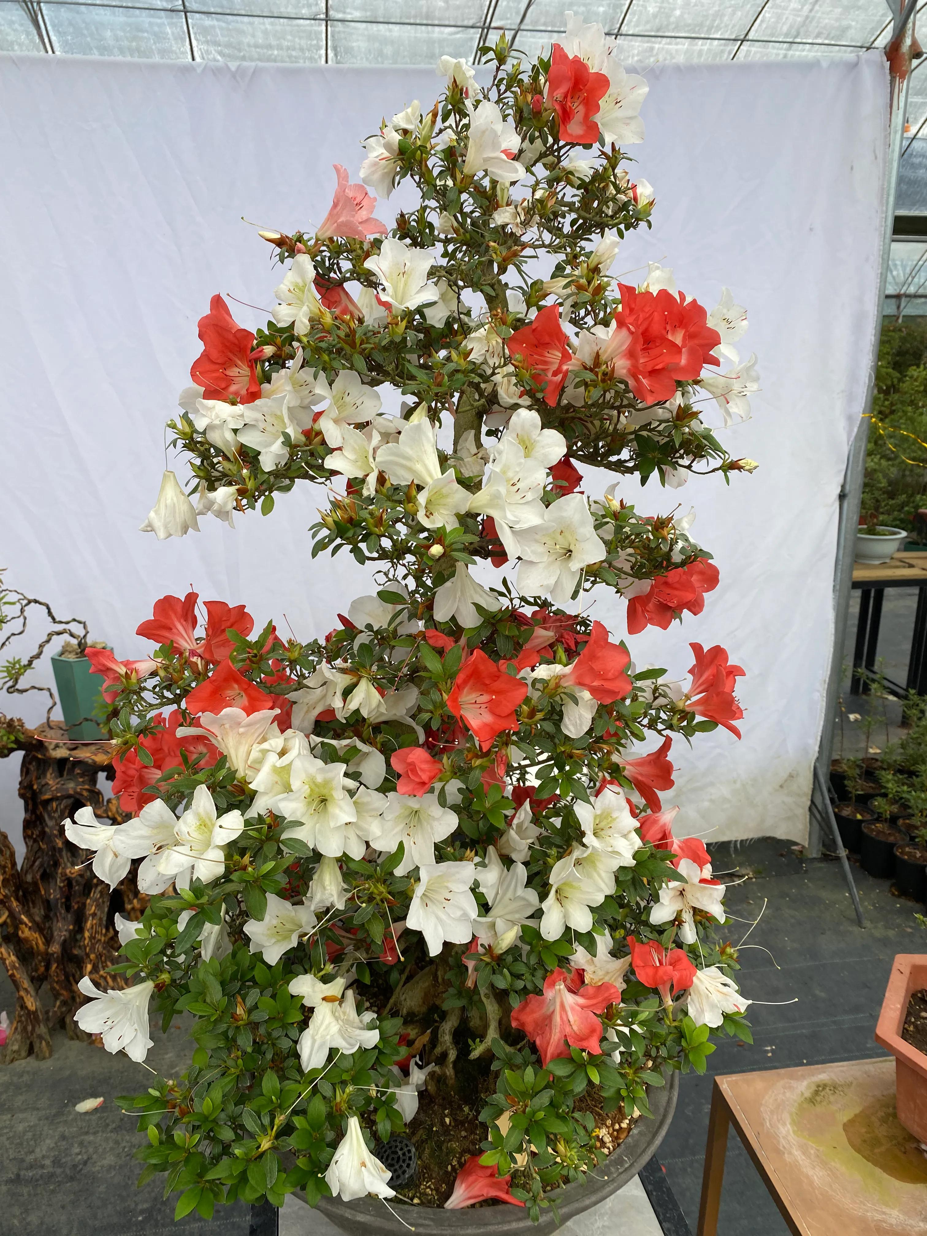 皋月杜鹃花图片大全,皋月杜鹃新品种视频