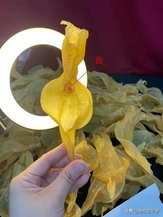 鱼胶花胶为什么那么贵,白花鱼胶为何称花胶之王