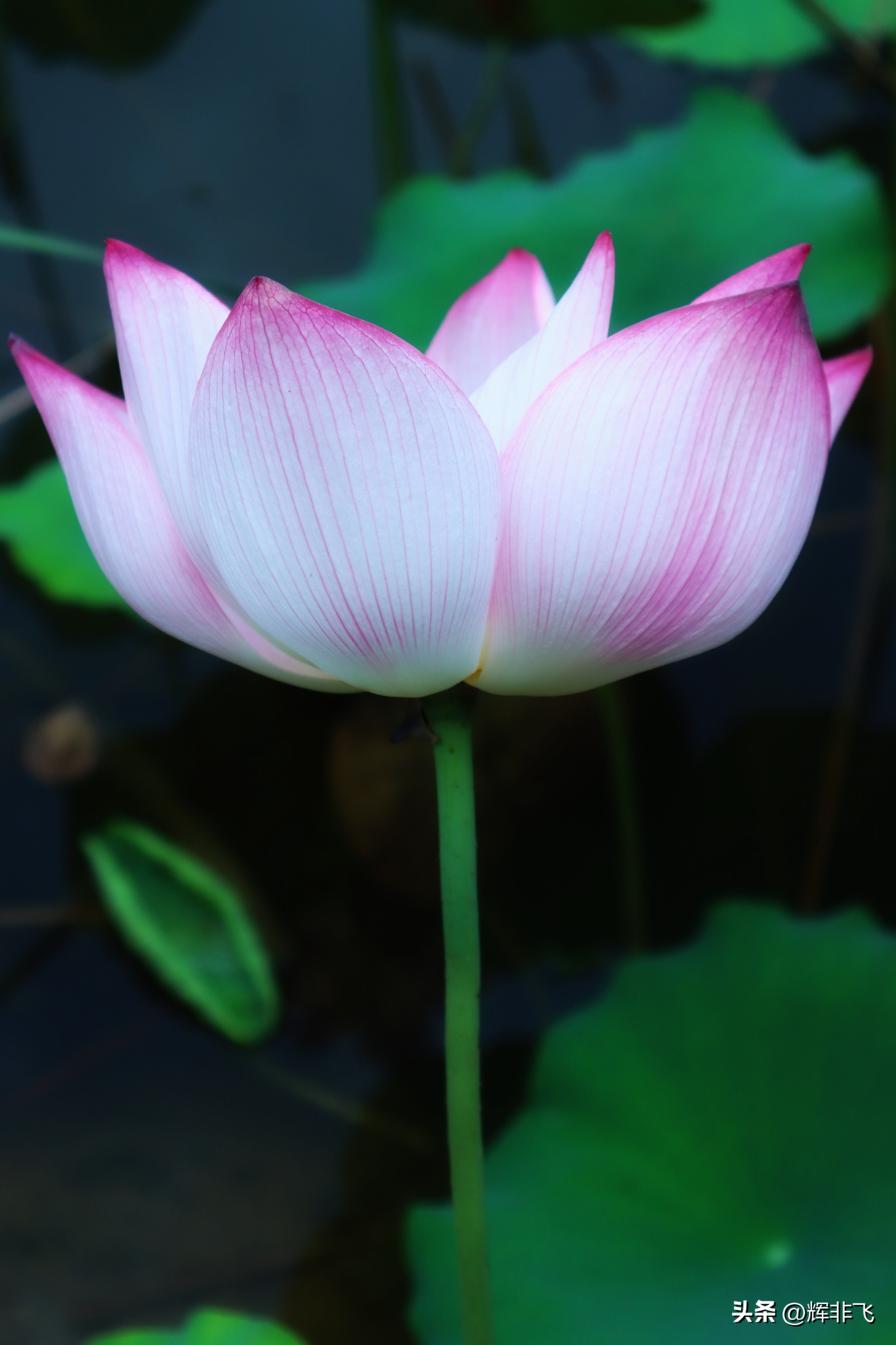 十首绝美的咏荷的词,写意最经典咏荷诗词