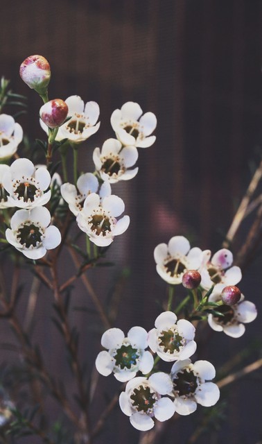 腊梅澳洲腊梅有香味吗,澳洲腊梅怎么感觉像假的