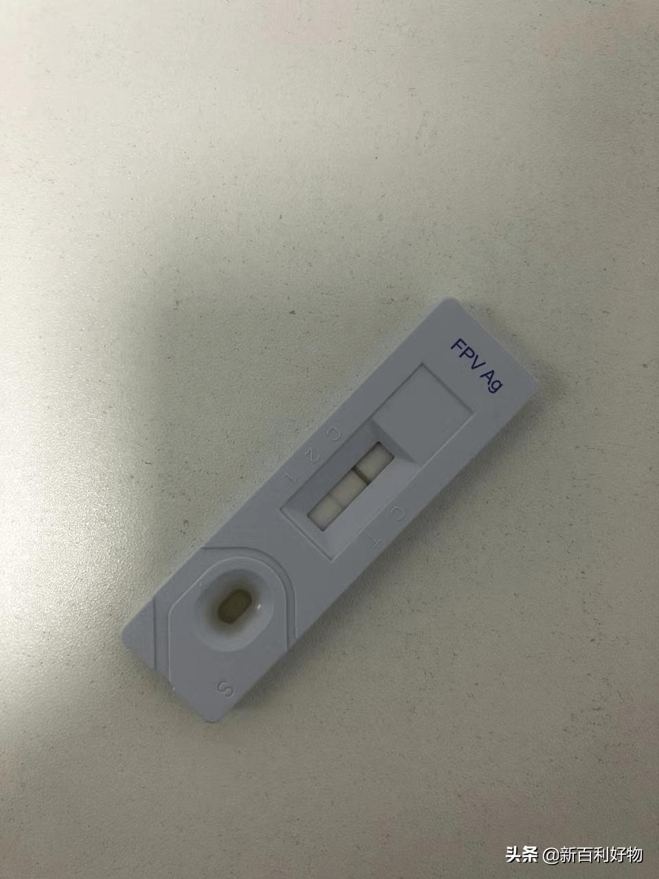 如何知道猫猫得了猫瘟,小奶猫得猫瘟多久度过危险期