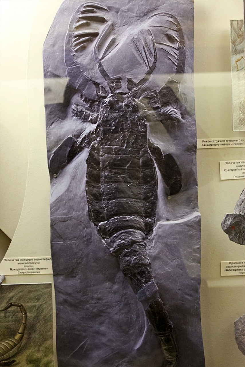 人类的祖先被昆虫吃了几亿年,人类的祖先遇到过巨型昆虫吗