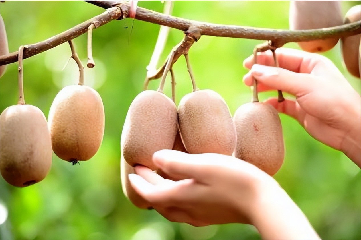 7月份猕猴桃果园管理技术要点,七月份猕猴桃田间管理