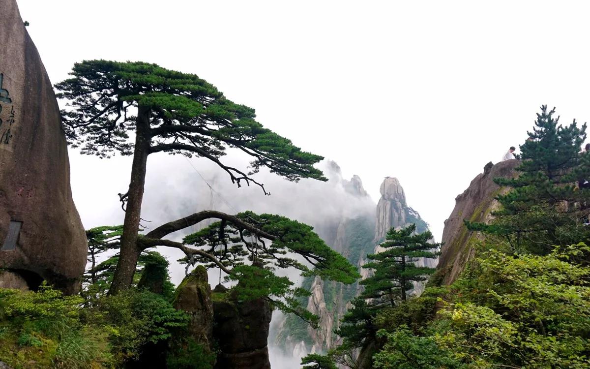 重庆春天适合去的地方,上海春天适合旅游的景点