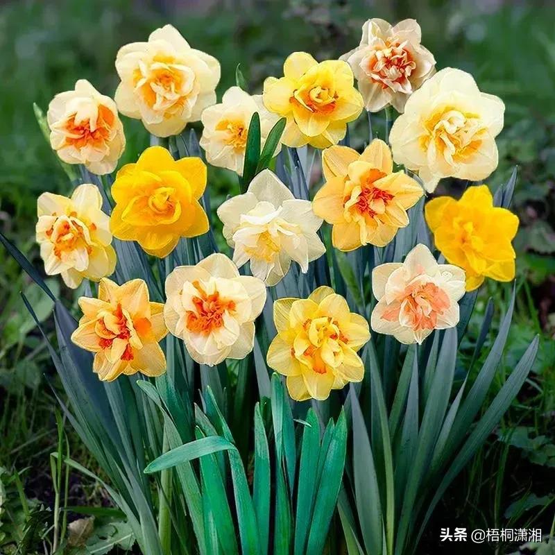 这种花养护非常简单,4种花随便一养就爆盆