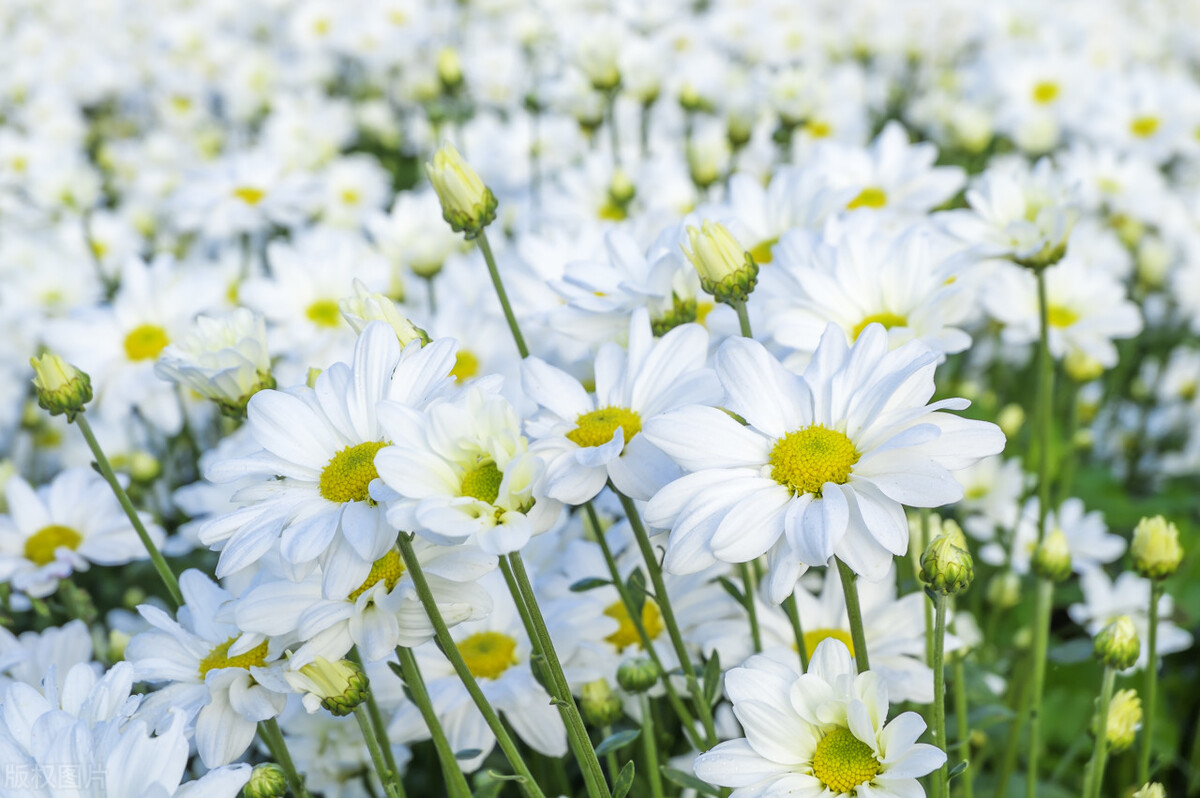 和春天干杯文案,和春天约会短句子