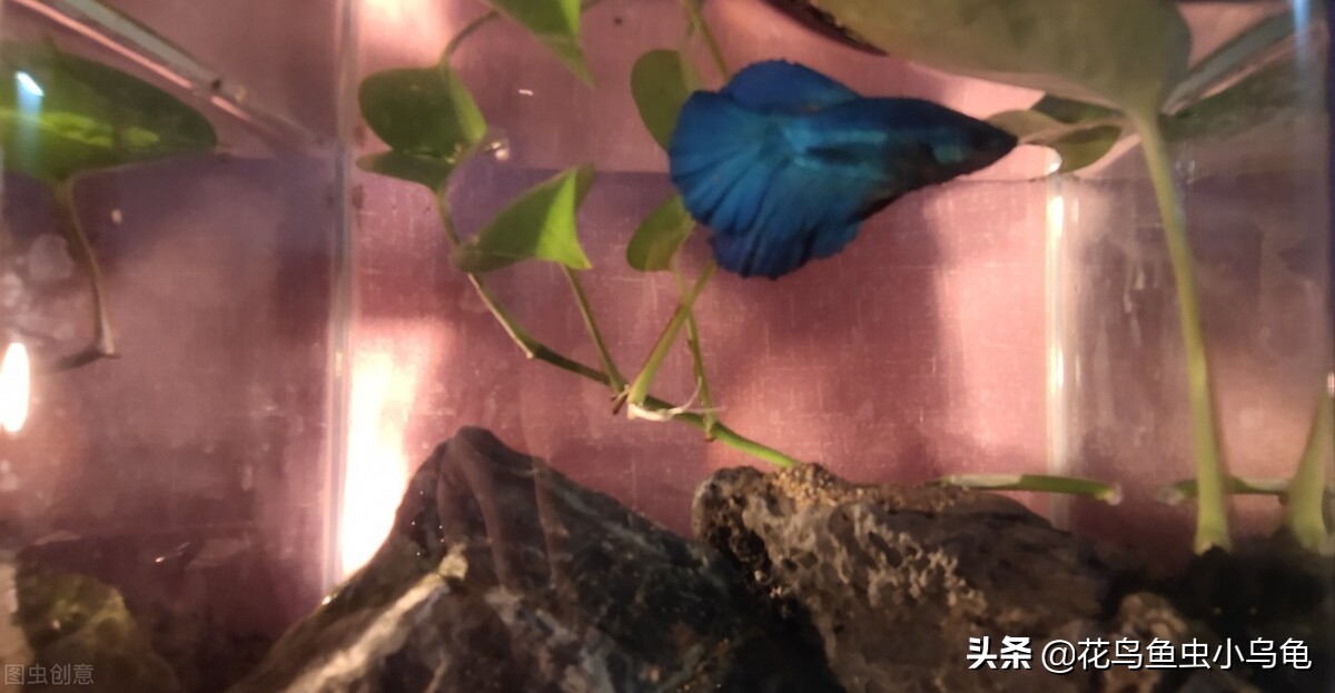 普叉斗鱼为什么喜欢跳缸,斗鱼跳缸能跳多高