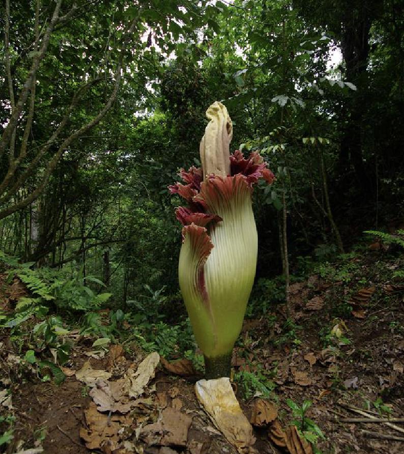 尸香魔芋生长全过程,昆明有尸香魔芋么