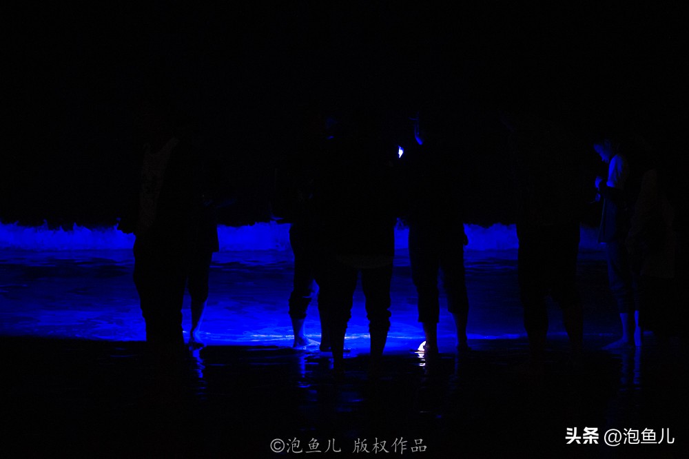 福建蓝眼泪奇观游玩攻略,福建蓝眼泪是哪个旅游景点