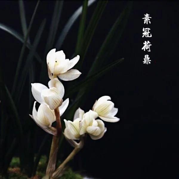 兰花品种大全四川,兰花品种鉴别方法