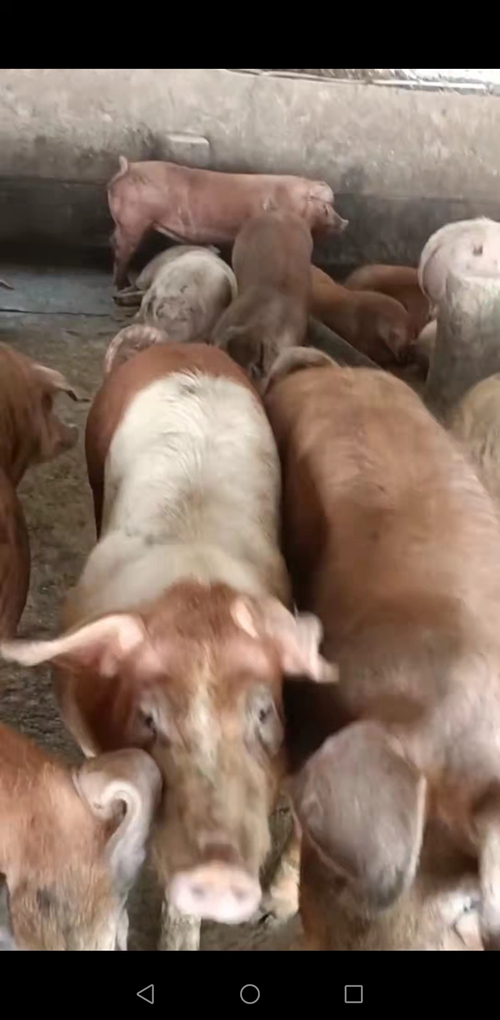 廖老板创业,廖老板养鸡