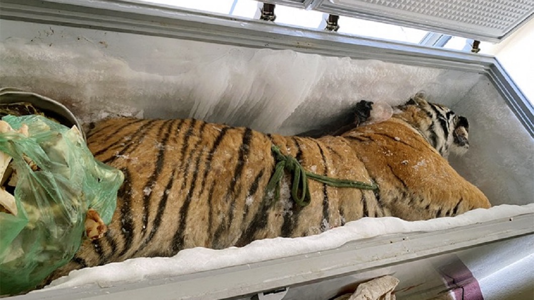 动物园老虎死后的尸体,动物园老虎死了是怎么处理的