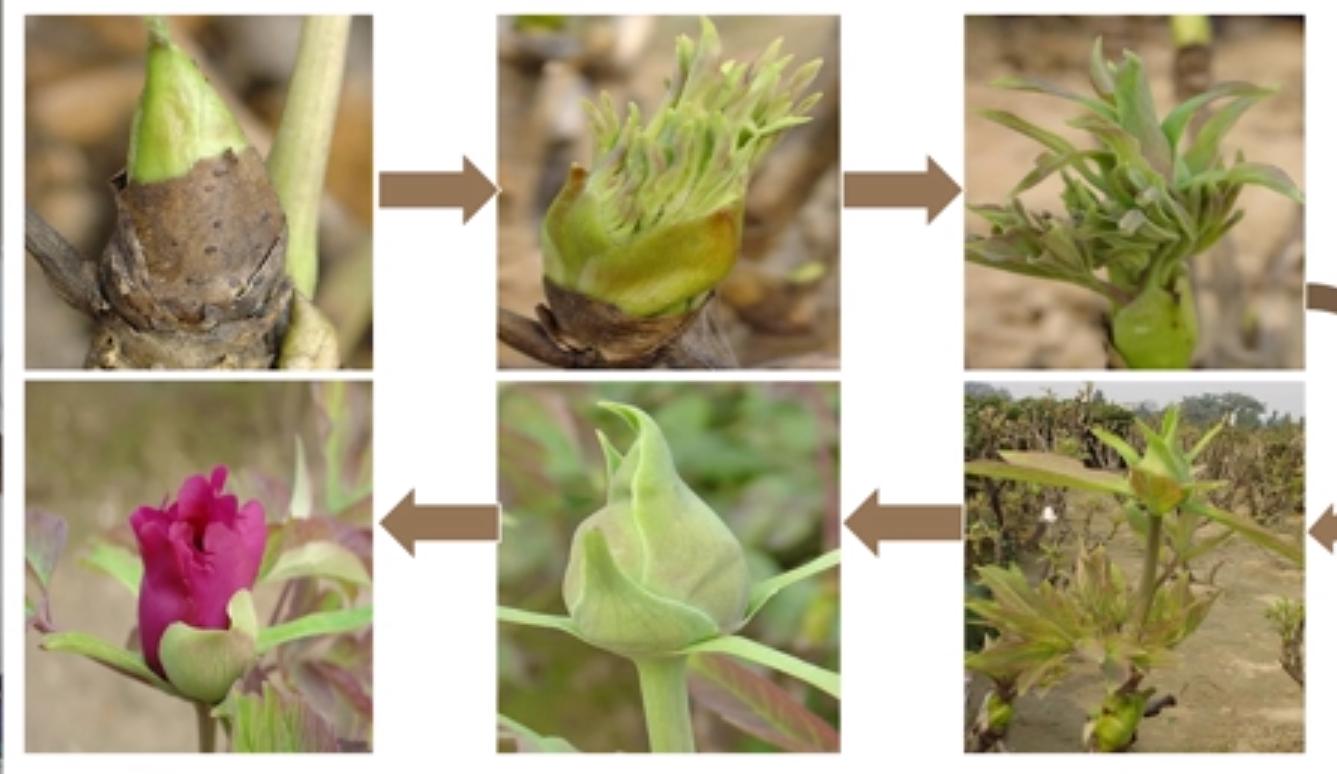 牡丹种植技巧和方法,牡丹种植方法与技巧