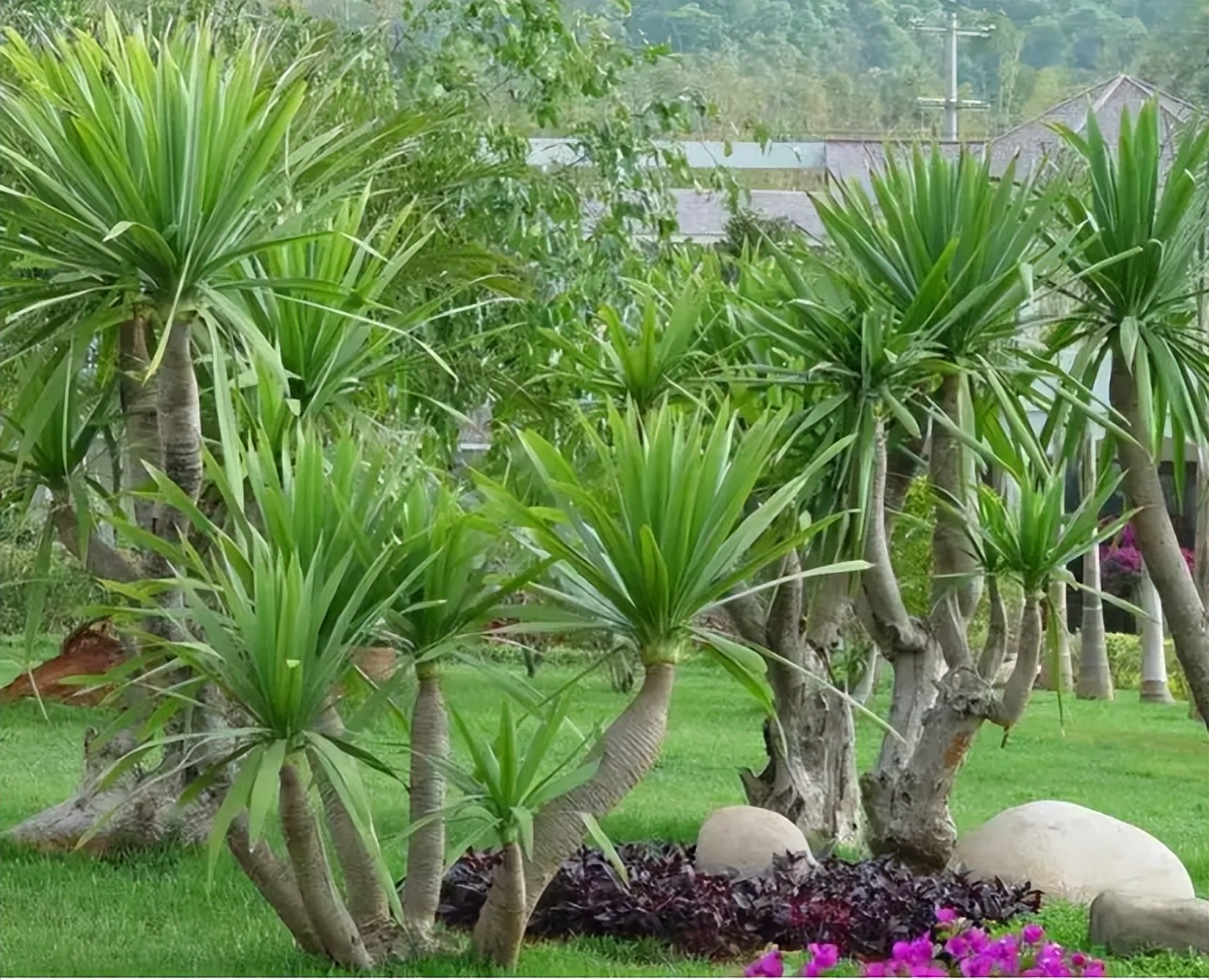 龙血竭和血竭哪个贵,皇冠血竭是龙血竭吗