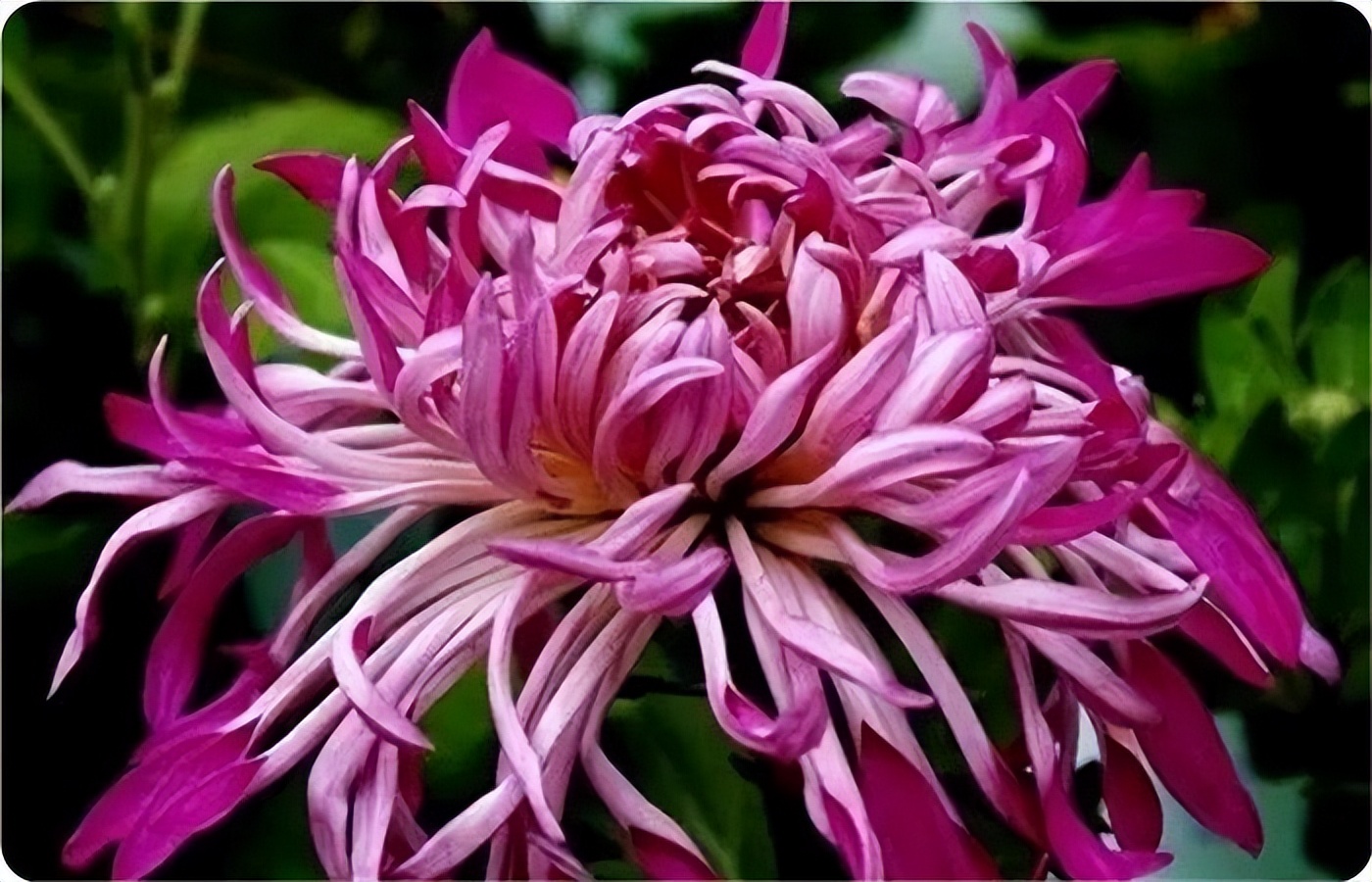 秋花诗词50首,金秋秋菊50种名菊