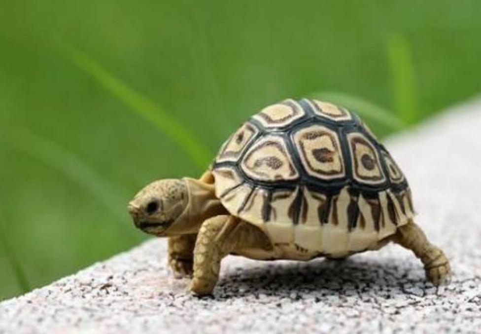 玉兔二号月球车最新路线图公布,玉兔二号月球车一小时走多少米