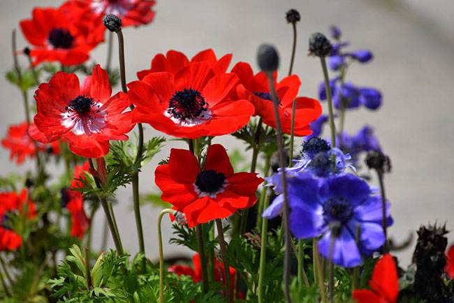 清明期间开的野花有哪些,清明节野花