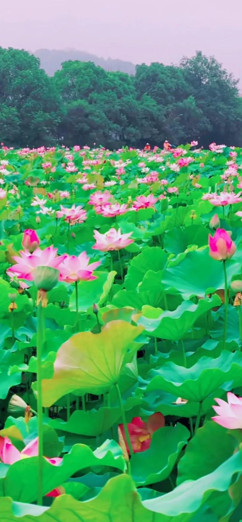 夏至荷花荷叶图片,夏至时节荷花正美图片