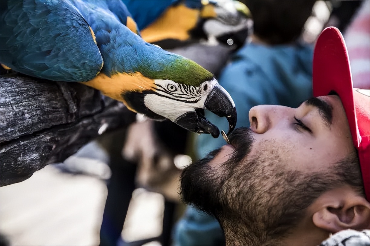 鹦鹉正常吃什么食物好养,鹦鹉饲养吃什么食物和饲料