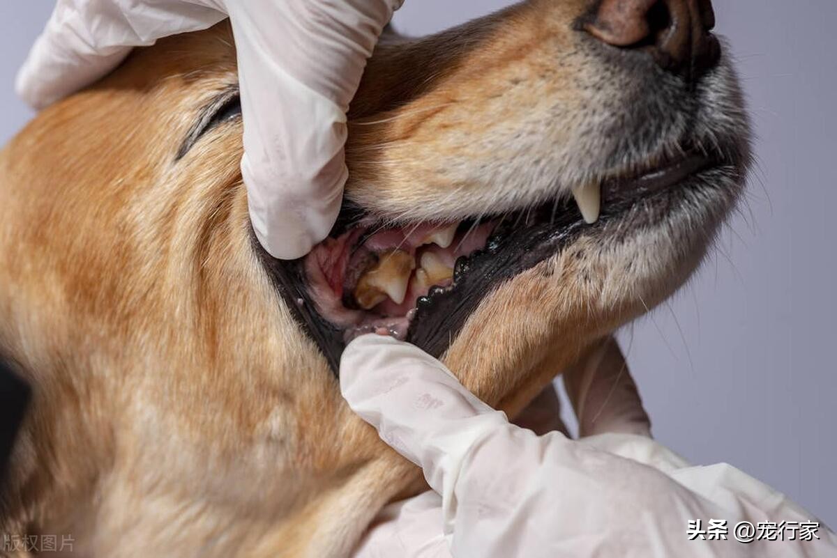 狗拉稀鱼腥味特重咋回事,狗狗身上腥臭味很重怎么回事