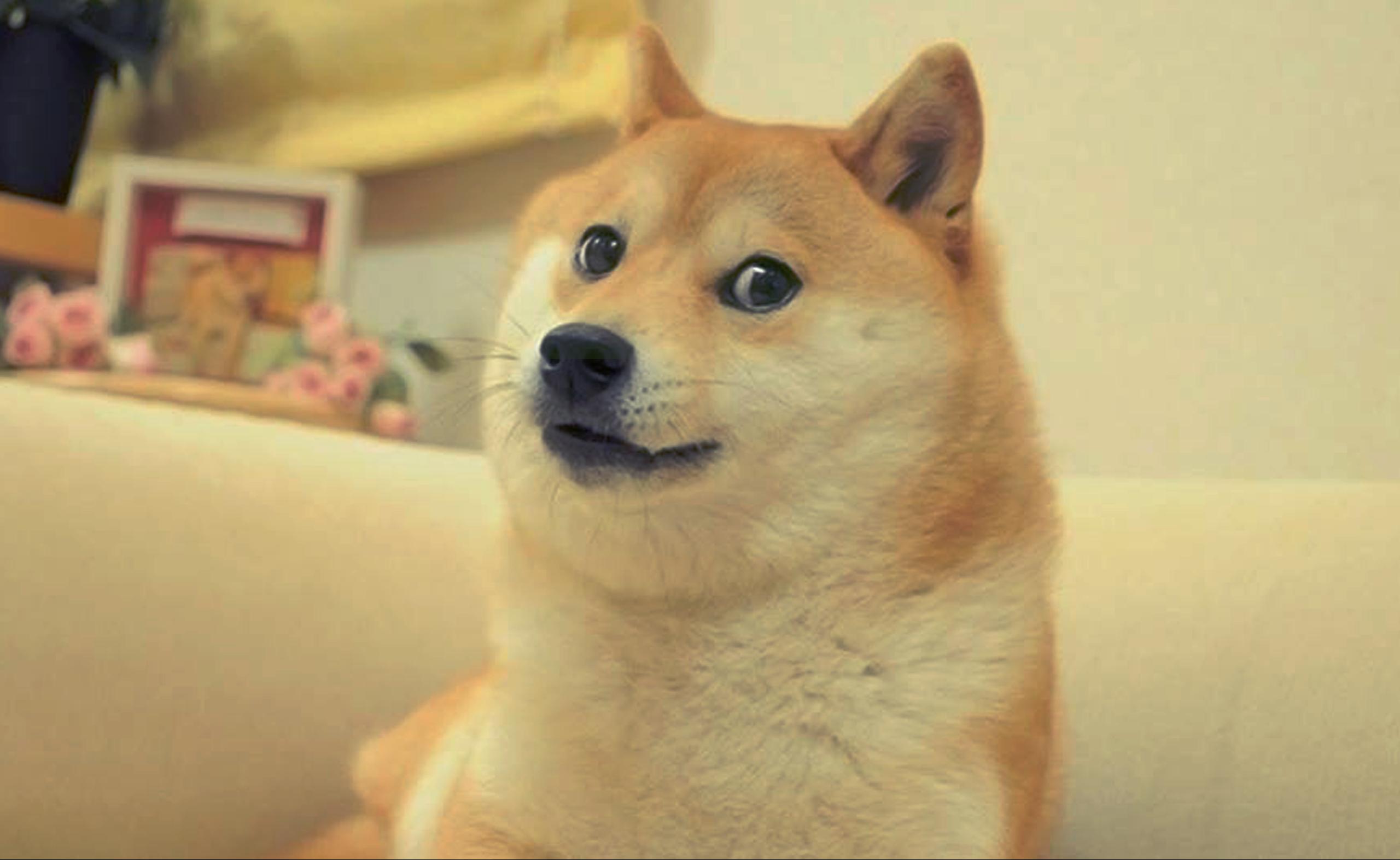 盘点小八嘎柴犬的所有瞬间,被铲屎官坑惨了的柴犬