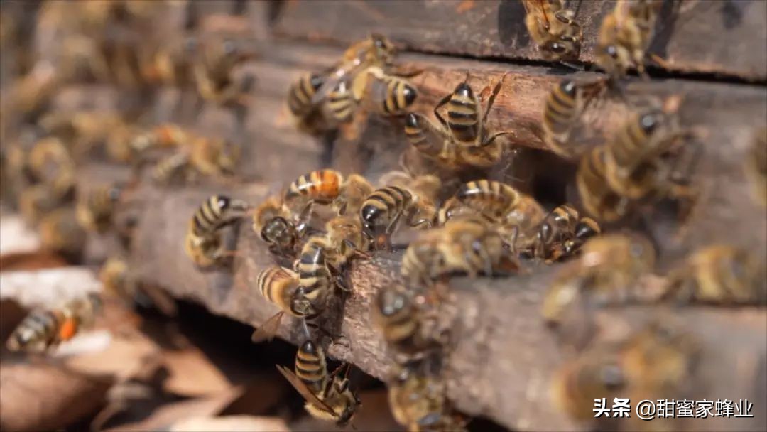 土蜂蜜里面有好多小蜜蜂怎么喝,让养蜂人哭笑不得的蜂蜜做法
