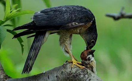 屠夫伯劳小说,伯劳屠夫鸟视频