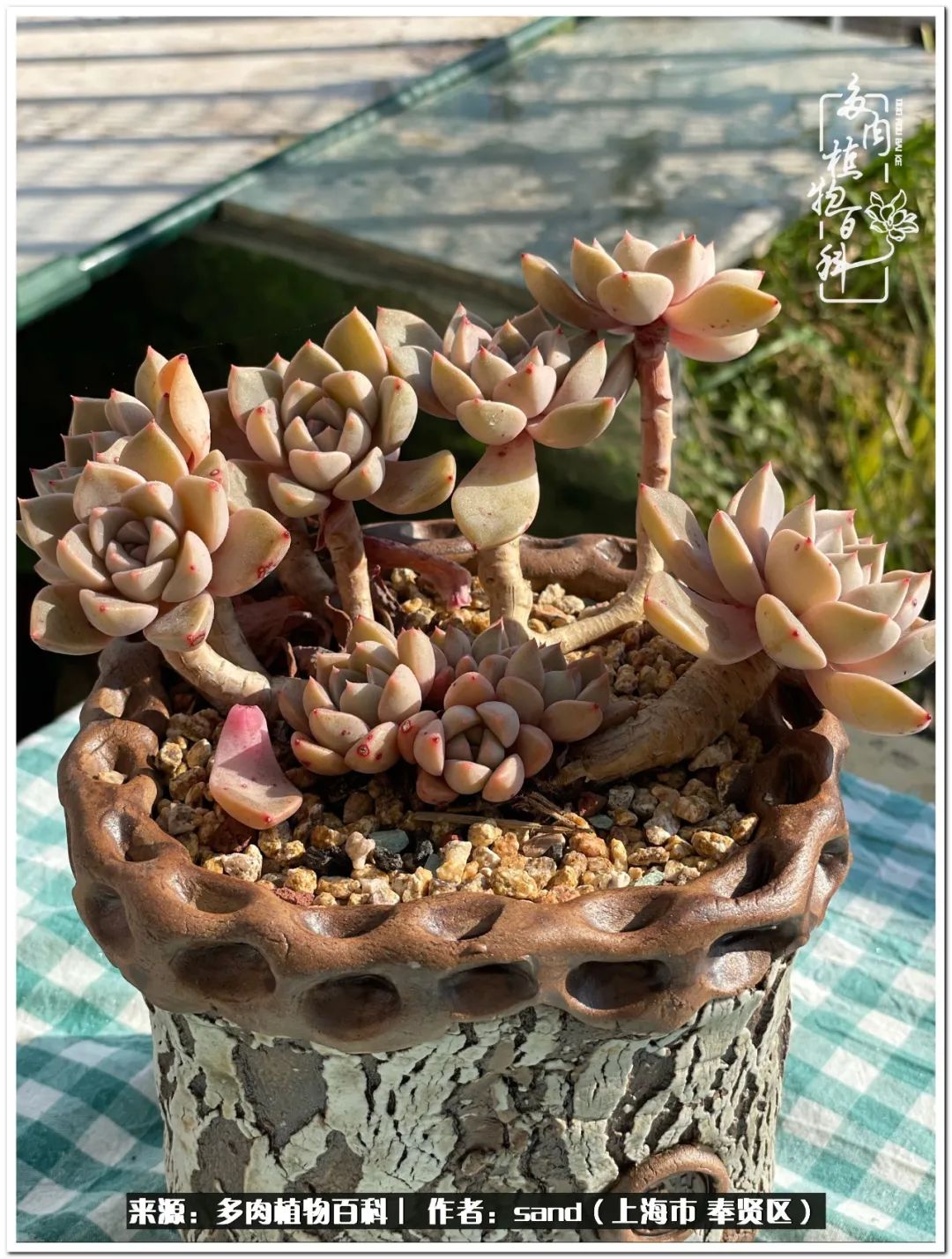 养点花草给生活添点乐趣,养点花花草草心情自然会好