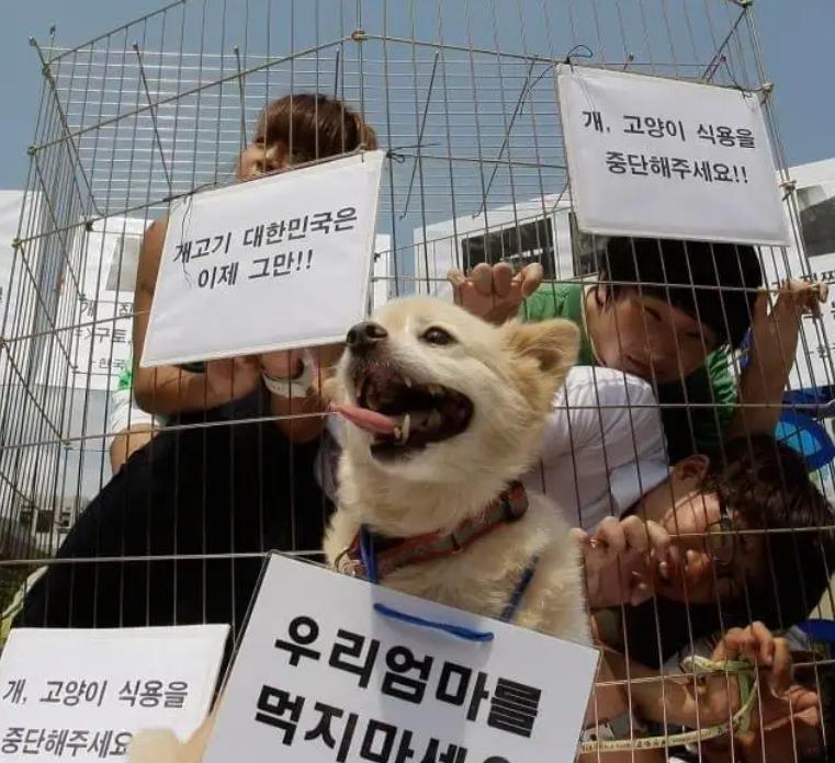 一年吃200万只狗，世界最大狗肉市场，韩国人为啥对吃狗情有独钟