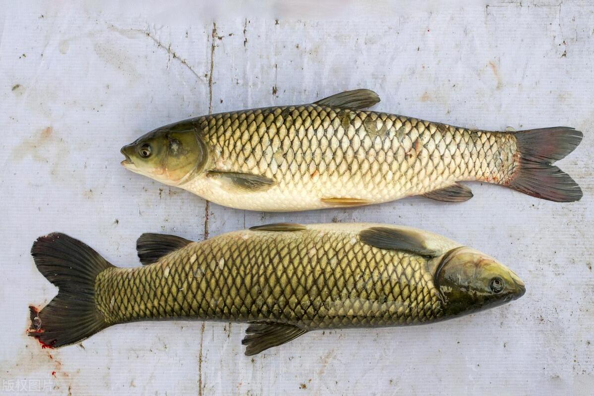 野钓常见的鱼好吃,钓鱼人公认的10种最好吃的淡水鱼