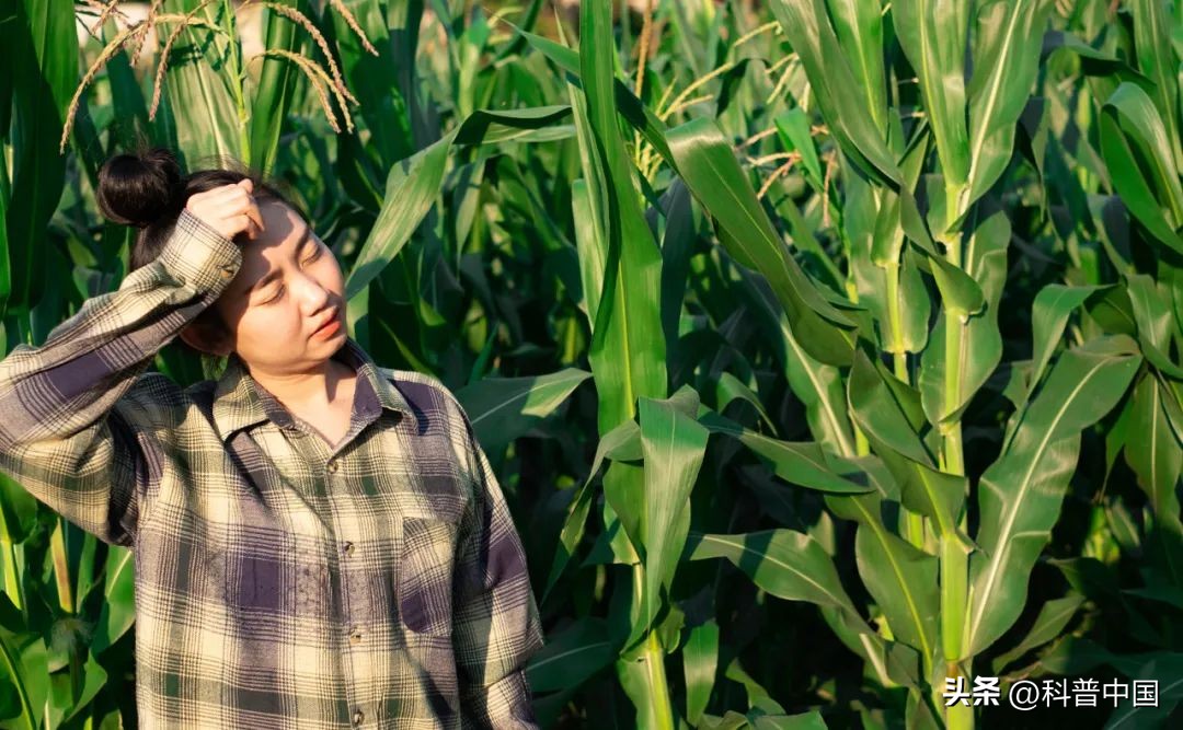 热中暑的处理方法有哪些,热死了怎么缓解