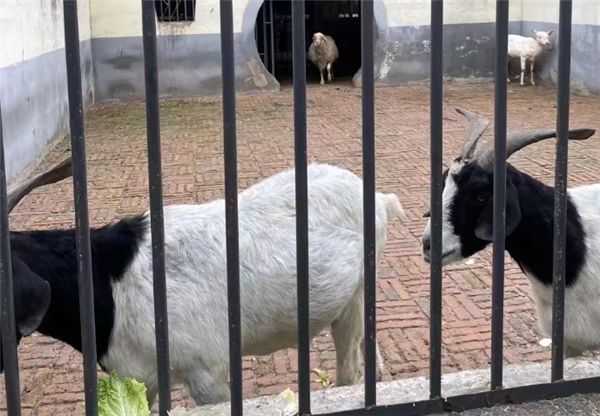 “非洲狮的好朋狗”动物园回应圈养鸡羊狗：珍稀品种非普通家禽