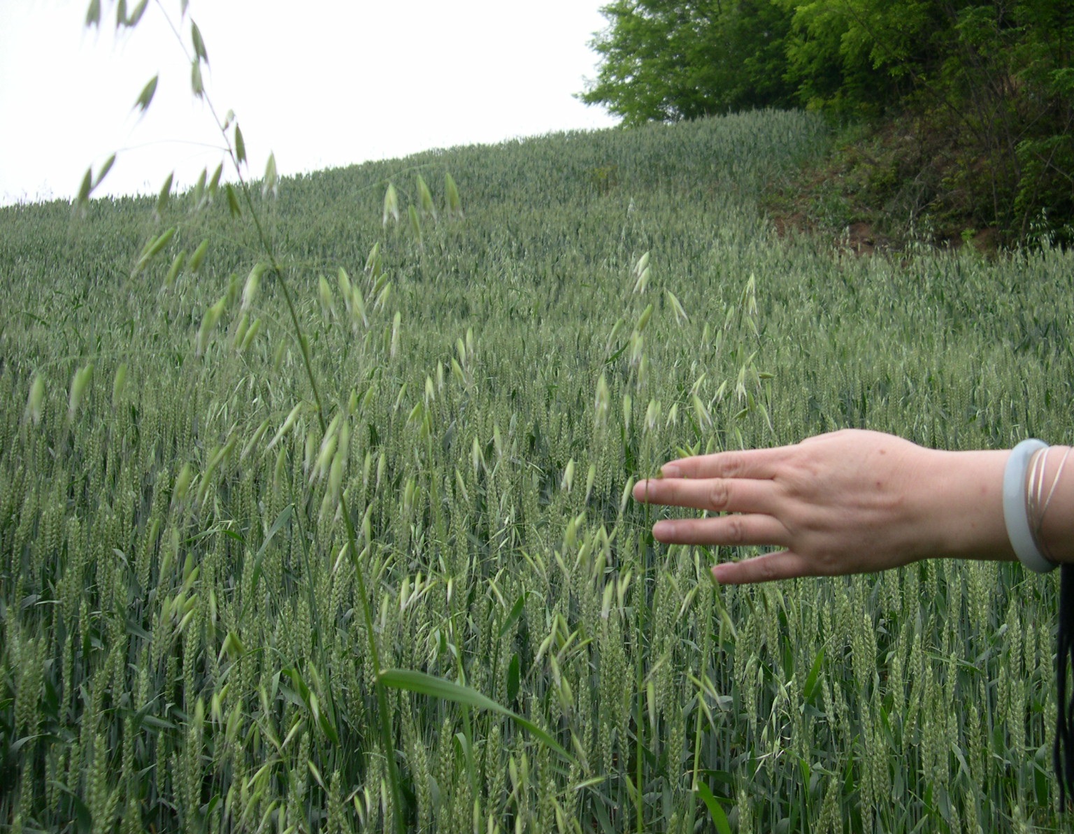 孔明灯什么节日可以放,孔明虽得其主不得其时什么意思