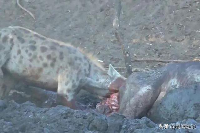 鬣狗捕食动物图片,鬣狗捕杀巨蟒