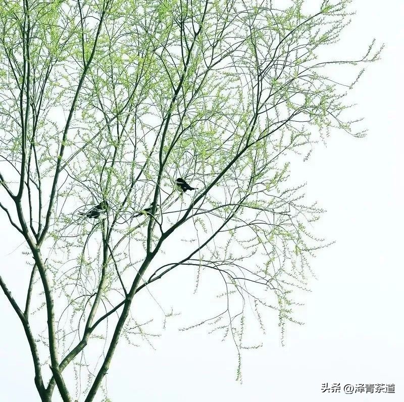 写春天的著名唐诗宋词加赏析,100首关于春天的唐诗宋词