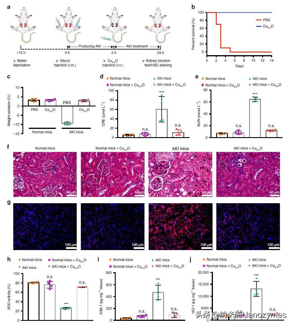 Nat.Commun.|超小铜基纳米酶清除活性氧及缓解炎症相关疾病