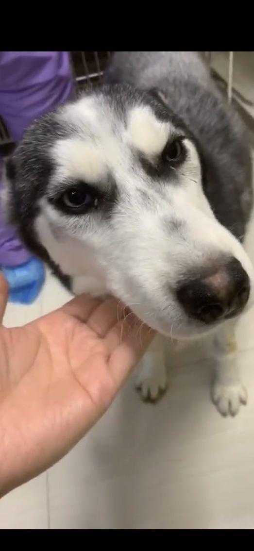 细小治愈后还是没精神,细小治愈了站不起来了